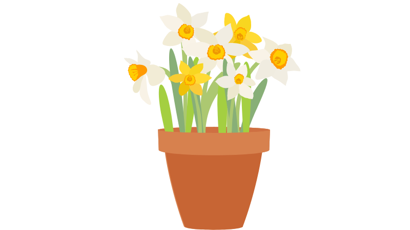 graphic of some baby daffodils in a terracotta pot