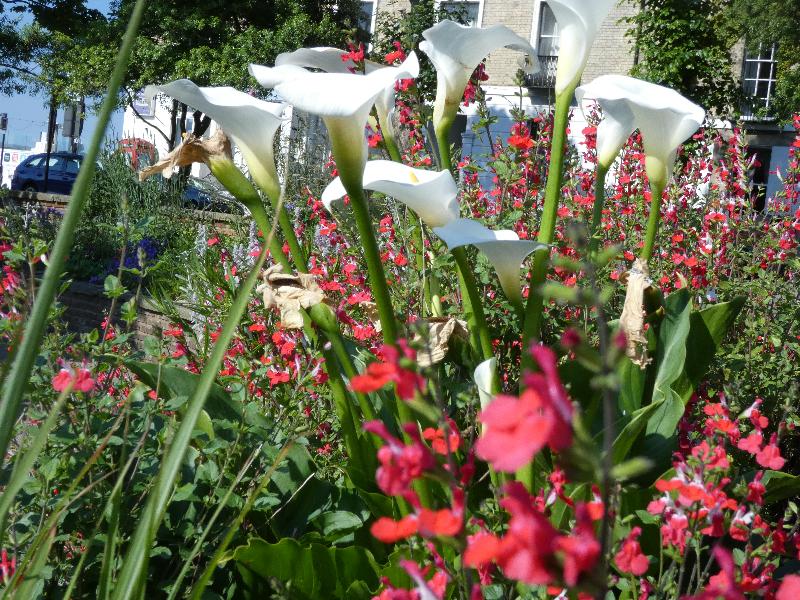 a close up of a flower bed in the sensory garden, with red flowers and white lillies. The Chatsworth Hotel is visible in the background