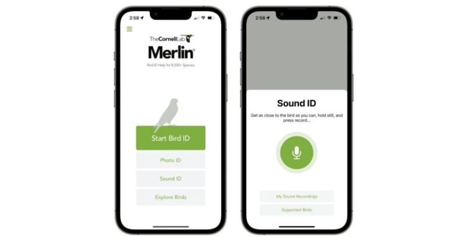 screen shots of a phone with the Merlin birding app displayed on it. One of the shots has a microphone icon on it.