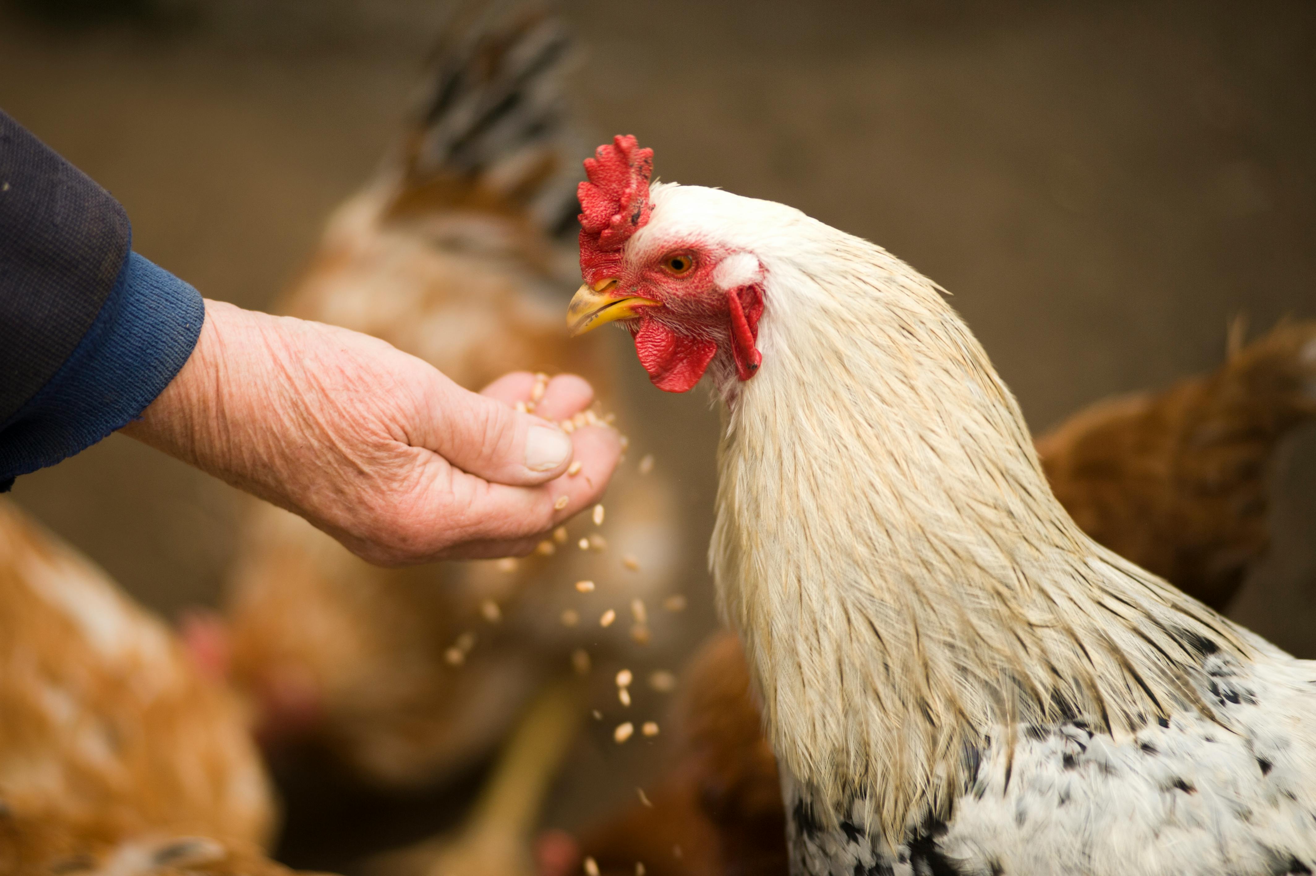 A white chicken being hand fed