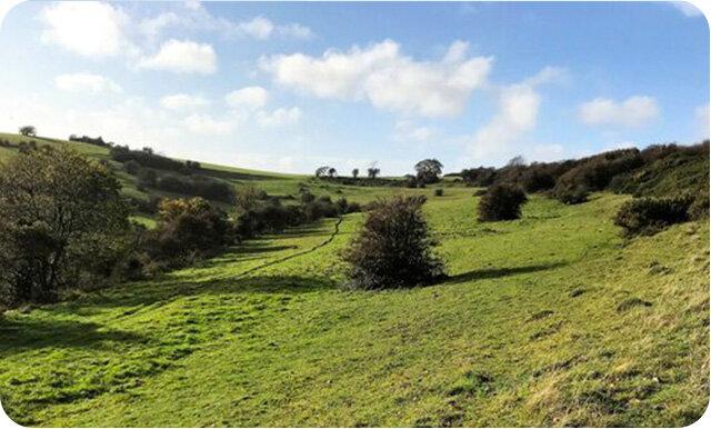 A landscape photo taken on a sunny day, showing green trees, shrubs and bushes on a grassy hill side.