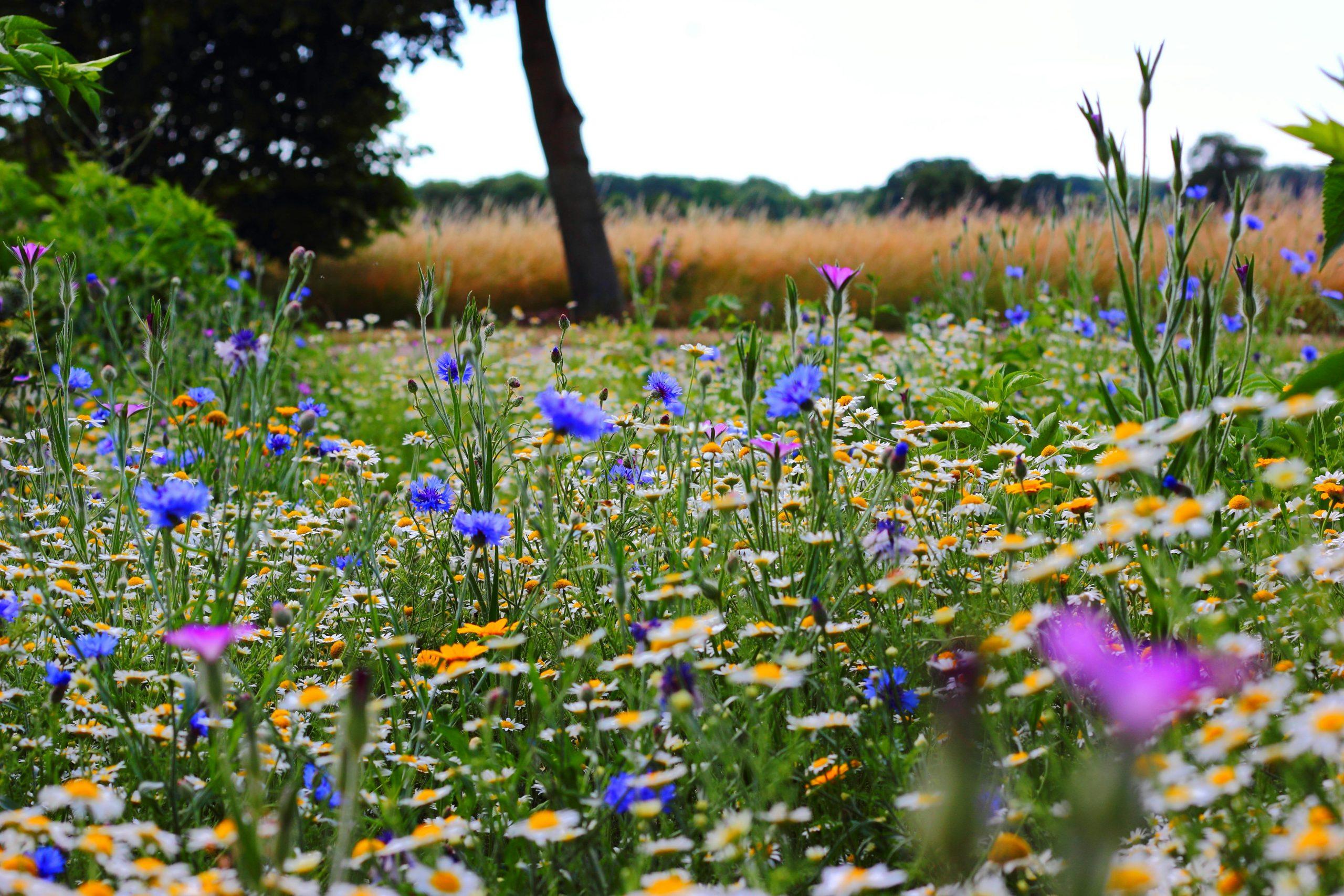 pink, blue, white and yellow wild flowers in spring