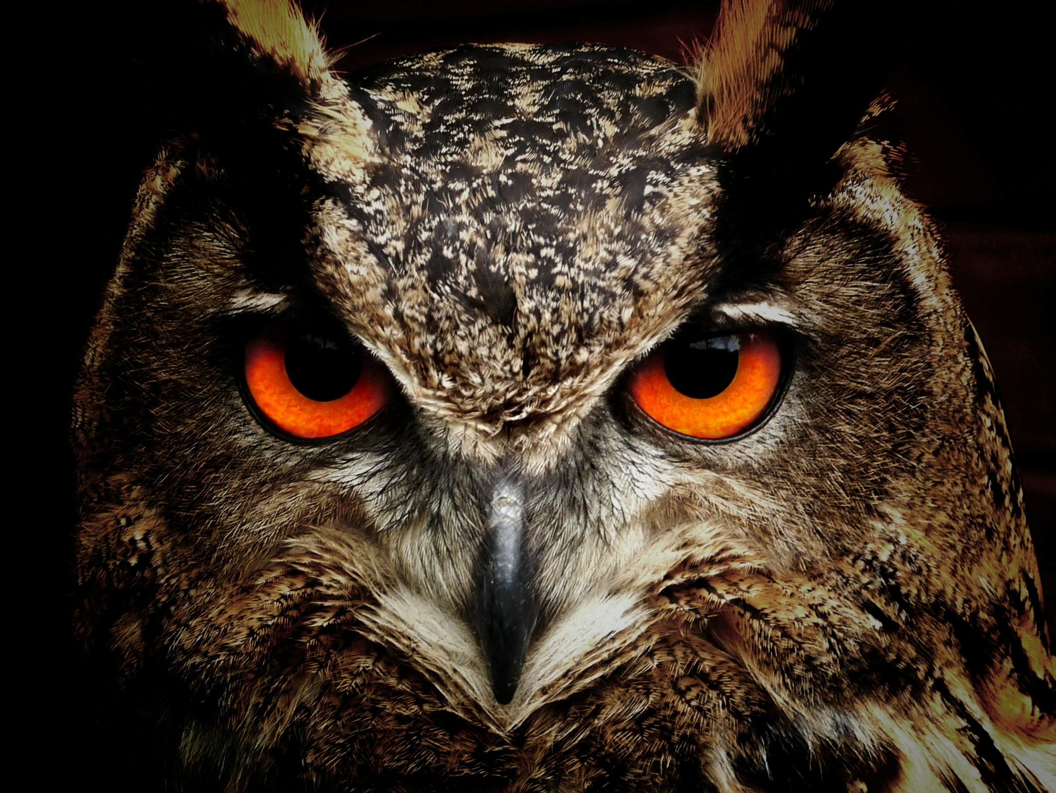 A owl