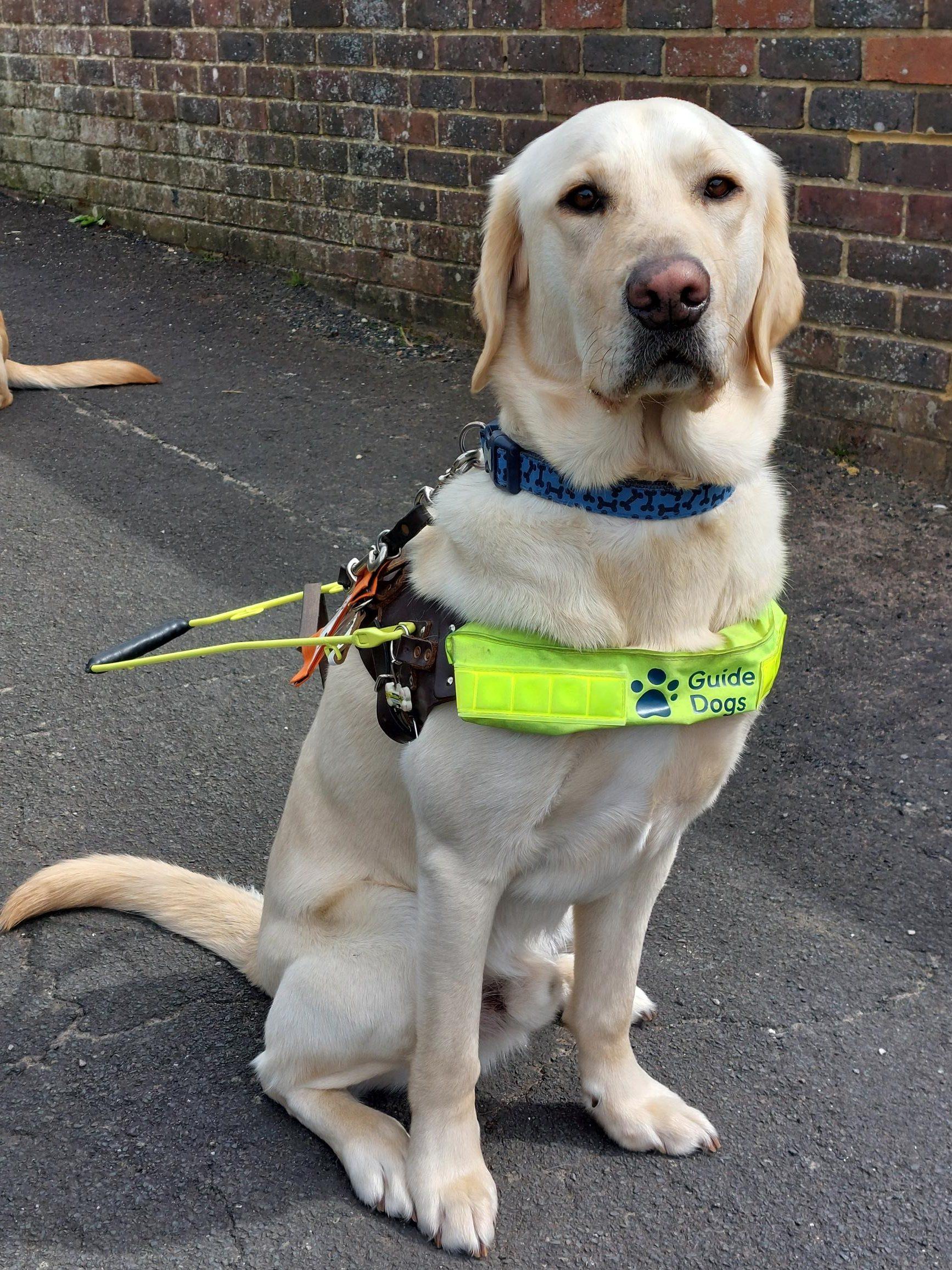 Oliver the Guide dog on a harness